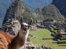 A friendly Llama on top of Machu Picchu poses for the cameras.