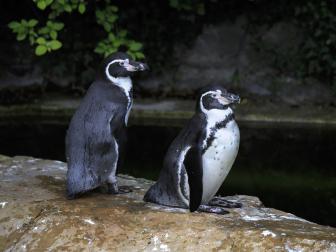 Penguins in Dublin City Zoo