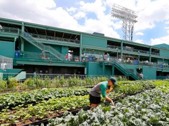 BOSTON, MA - JUNE 25:  Danielle Gilde from Green City Growers tends to the garden at Fenway Park before the game between the Boston Red Sox and the Baltimore Orioles on June 25, 2015 in Boston, Massachusetts.  (Photo by Winslow Townson/Getty Images)
