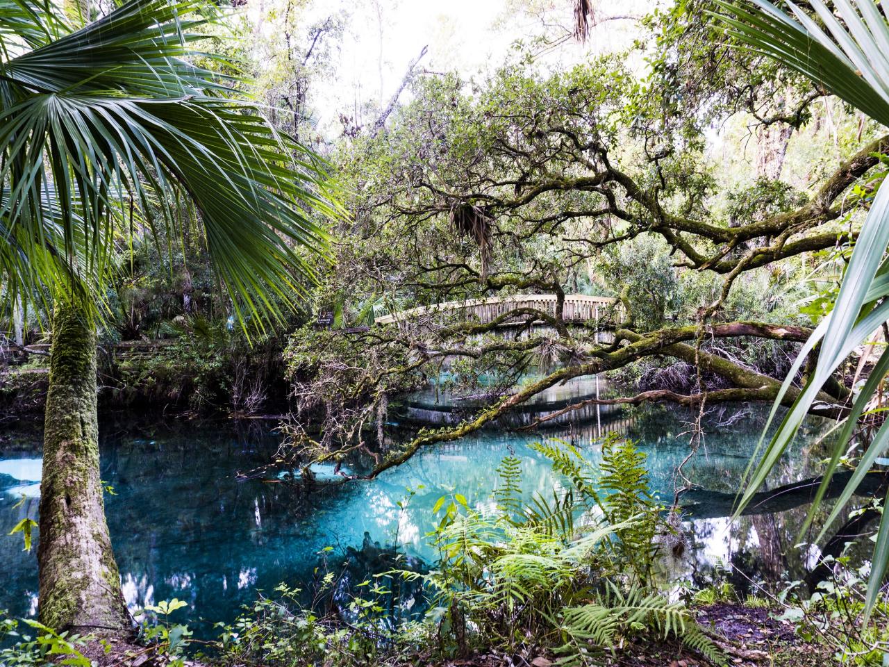20 Most Beautiful Natural Springs in Florida to Add to Your Bucket List