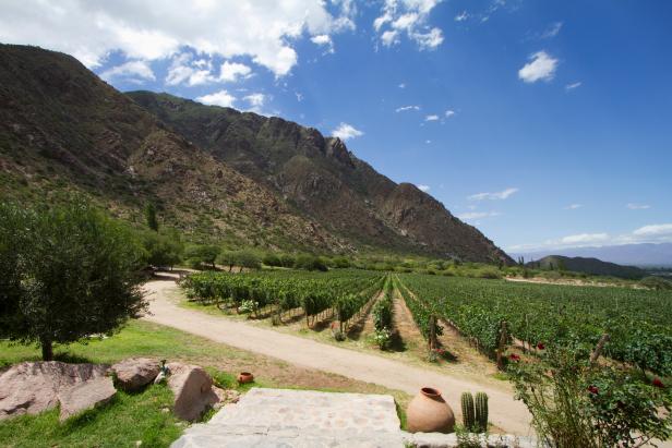 Vineyard Of Finca Las Nubes Winery, Cafayate, Salta, Argentina (Photo by: Insights/UIG via Getty Images)