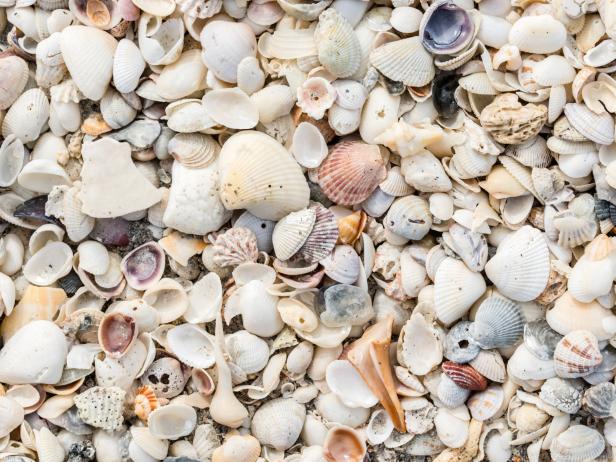 Assortment of sea shells on the beach