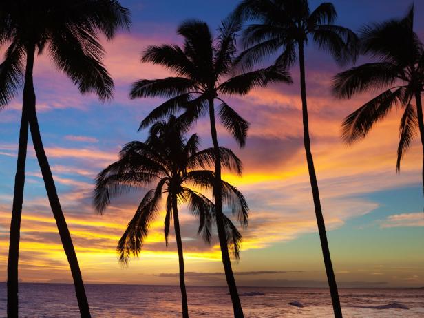 Subject: Palm tree lined tropical paradise of the beach of Kauai Hawaii at sunset.