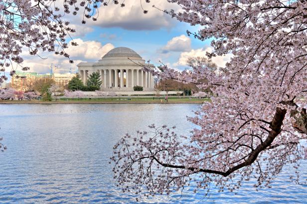 The Jefferson Memorial as seen across the Tidal Basin framed by Cherry Blossoms in bloom