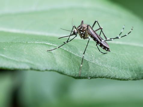 How to Deal With Mosquitoes on Your Outdoor Adventures