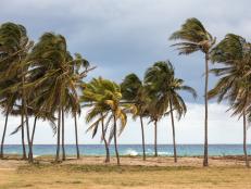Palm trees on the seashore