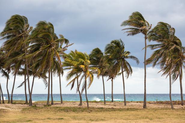 Palm trees on the seashore