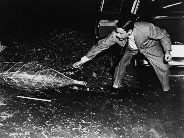 Dr. Miles Bennell (American actor Kevin McCarthy) stands  outside his car and tentatively pokes at a pod sitting by the side of the road in a film still from the horror motion picture 'Invasion of the Body Snatchers,' directed by Don Siegel, 1956. The film concerns tells the story of a doctor who returns to his small town home to discover that some of his neighbors seem to have been replaced by alien duplicates. (Photo by Allied Artists/Getty Images)