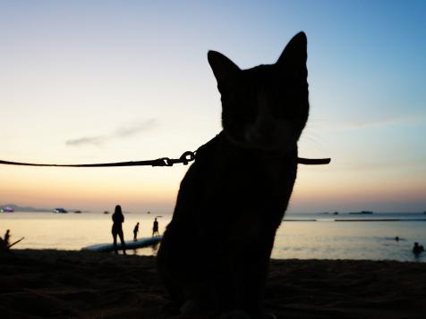 These Adventure Cats Are Giving Us FOMO