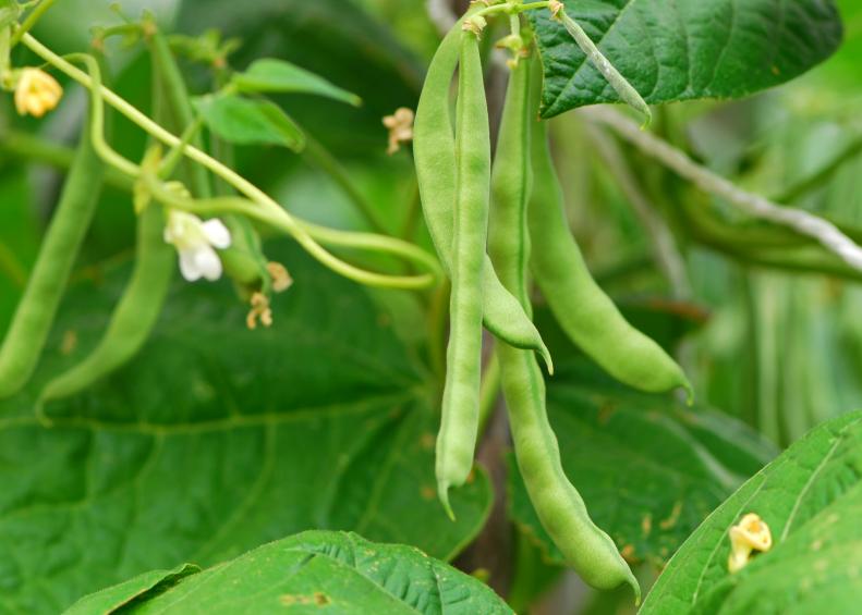 Climbing beans are growing.