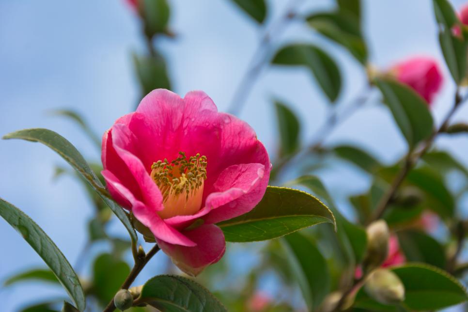 Flowers That Bloom In Winter HGTV