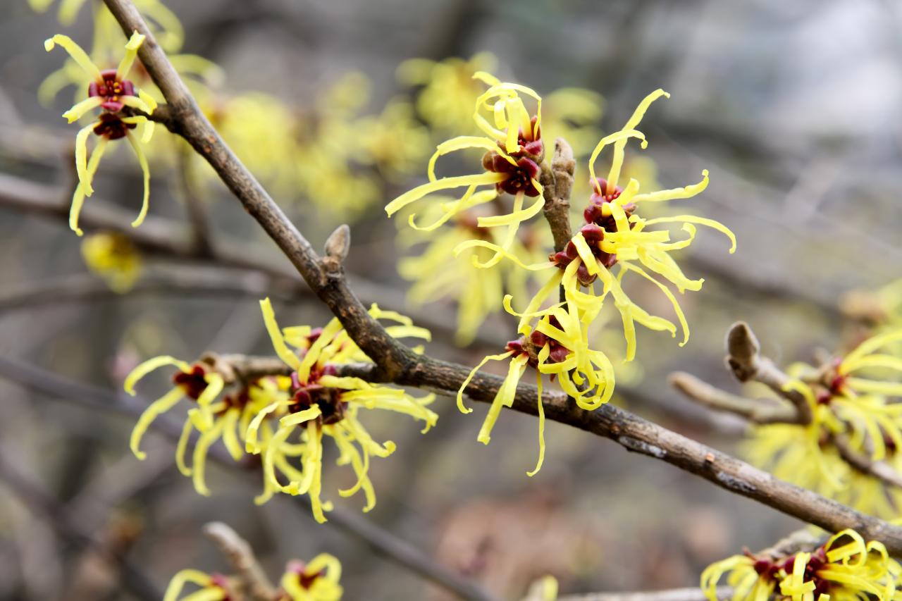 How To Grow And Care For Witch Hazel HGTV