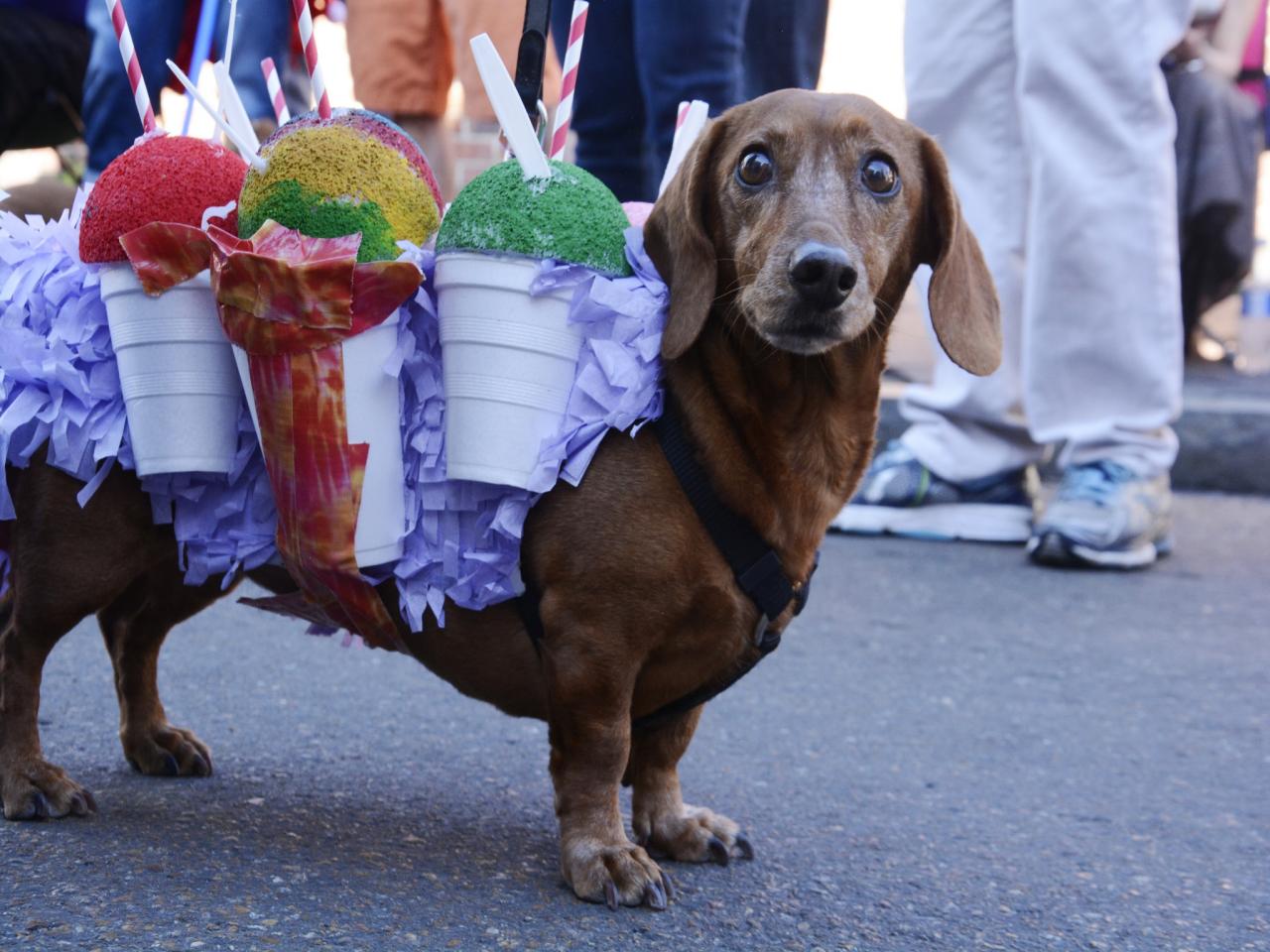 Celebrate Mardi Gras With Your Dog HGTV