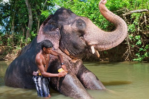 Mahout bathing his elephant in the river, Sri Lanka. [url=http://www.istockphoto.com/search/lightbox/10064323] [img]http://bem.republika.pl/istock/sri_lanka_380.jpg[/img][/url]
[url=http://www.istockphoto.com/search/lightbox/10064337] [img]http://bem.republika.pl/istock/sri_lankan_people_380.jpg[/img][/url]
[url=http://www.istockphoto.com/search/lightbox/9004844][img]http://bem.republika.pl/istock/tea_plantations_380.jpg[/img][/url]
[url=http://www.istockphoto.com/search/lightbox/9858744] [img]http://bem.republika.pl/istock/rajasthan_380.jpg[/img][/url]
[url=http://www.istockphoto.com/search/lightbox/9870440] [img]http://bem.republika.pl/istock/pushkar_fair_380.jpg[/img][/url]
[url=http://www.istockphoto.com/search/lightbox/9112292] [img]http://bem.republika.pl/istock/incredible_india_380.jpg[/img][/url]
[url=http://www.istockphoto.com/search/lightbox/9112300] [img]http://bem.republika.pl/istock/people_india_380.jpg[/img][/url]
[url=http://www.istockphoto.com/search/lightbox/9112325] [img]http://bem.republika.pl/istock/kerala_380.jpg[/img][/url]
[url=http://www.istockphoto.com/search/lightbox/5699034] [img]http://bem.republika.pl/istock/nepal_380.jpg[/img][/url]
[url=http://www.istockphoto.com/search/lightbox/9090200] [img]http://bem.republika.pl/istock/people_nepal_380.jpg[/img][/url]
[url=http://www.istockphoto.com/search/lightbox/7554738] [img]http://bem.republika.pl/istock/trekking_380.jpg[/img][/url]