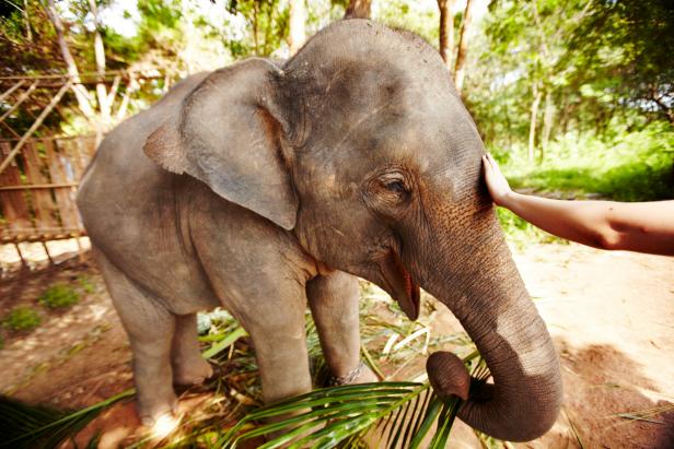 An eco-tourist reaching out to caress an Asian elephant calf - Thailand
