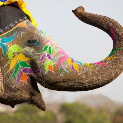 Animals Up Close: A Guide To Ethical Elephant Tourism | Travel Channel