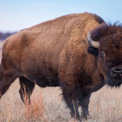 Where to See Bison in the Wild | Travel Channel