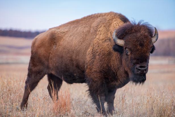 Where to See Bison in the Wild | Travel Channel