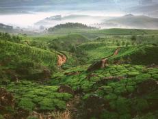 Tea plantation in Munnar, Kerala  in fog at dawn