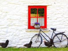 romantic idyll in a village in Ireland: chickens in front of a cottage with a red window and an old  bike