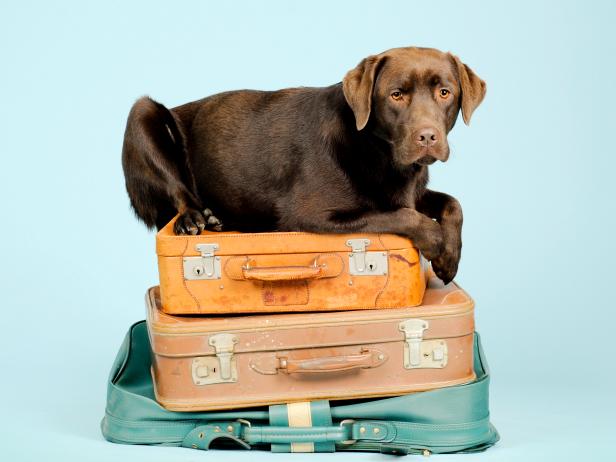Don't forget the dog! He's also ready to travel!