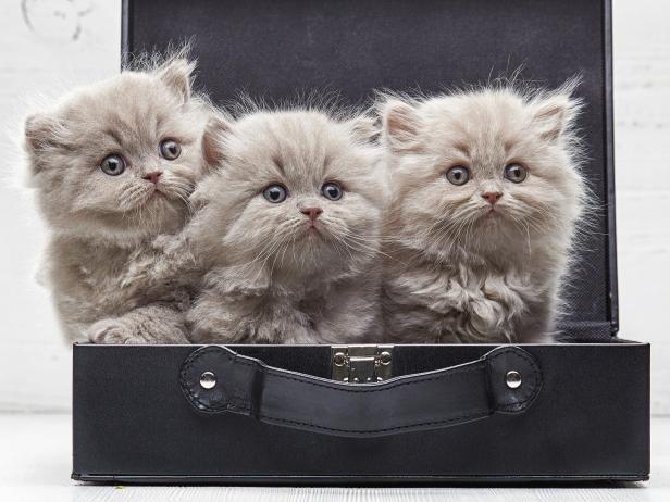 beautiful british long hair kittens in a bag