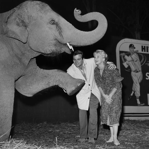 LOS ANGELES,CALIFORNIA - OCTOBER 15, 1957: A couple pose with an elephant at the Ringling Bros. and Barnum & Bailey Circus in Los Angeles,California. (Photo by Earl Leaf/Michael Ochs Archives/Getty Images)