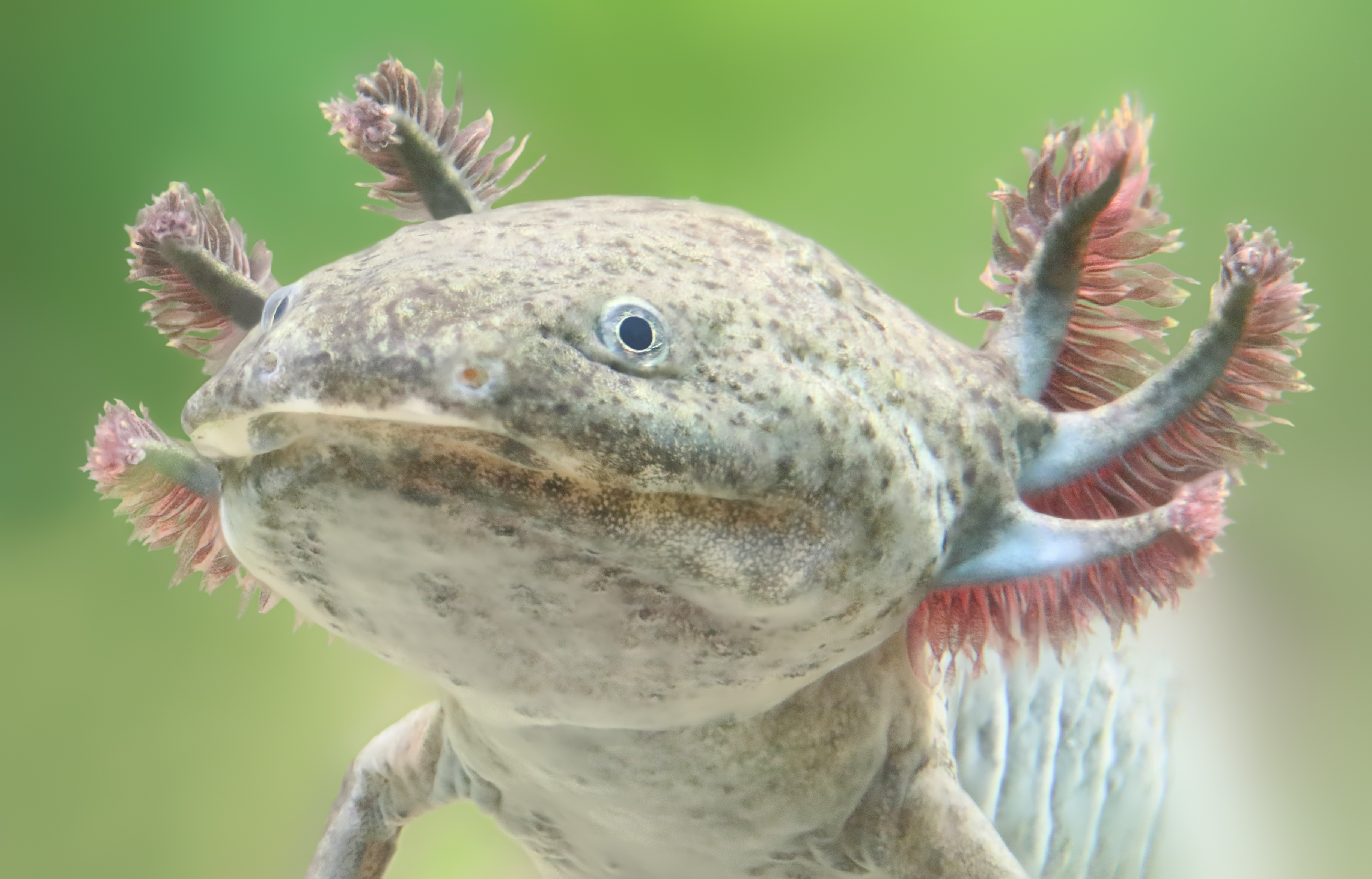 what is the most unknown animal what is the most unknown animal