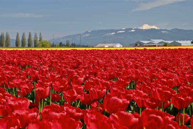 A Riot of Color, Ranunculus at the Carlsbad Flower Fields in