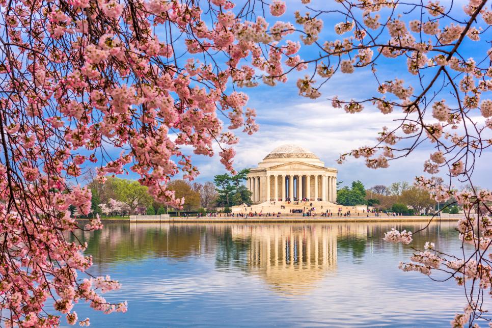 Cherry Trees Shower the Capital in Pink Petals