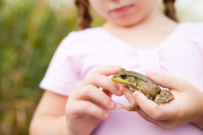 "Color photo of a little princess girl holding a green frog in her hand and petting it. If she kisses it, will it turn into a prince"