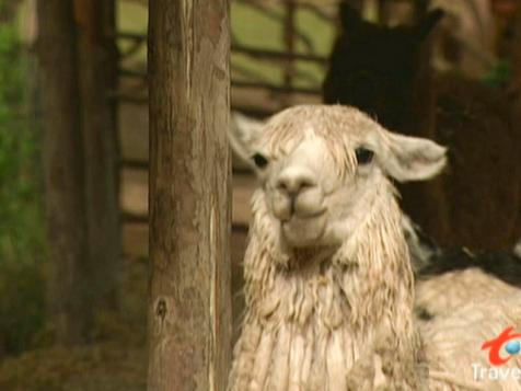 Peruvian Llamas and Alpacas