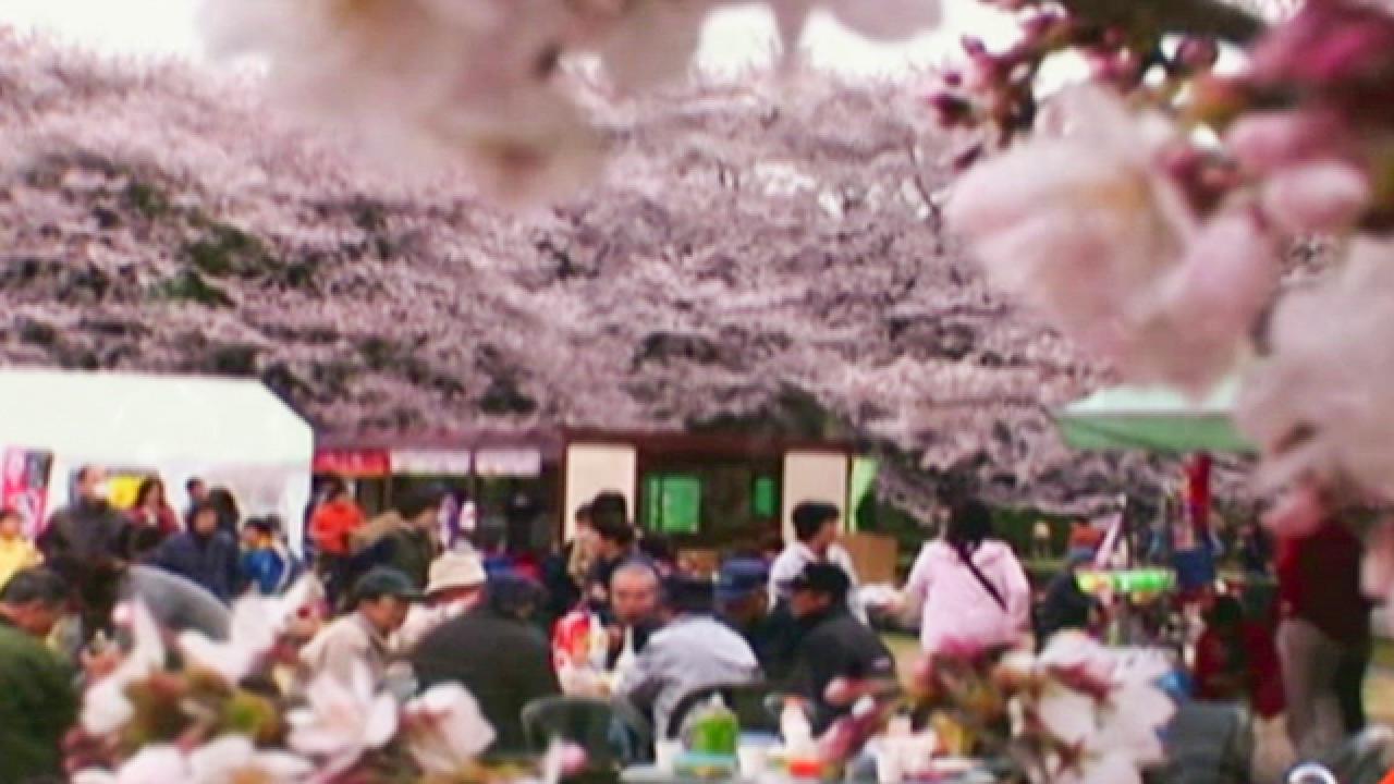Enjoy Tokyo's Cherry Blossoms