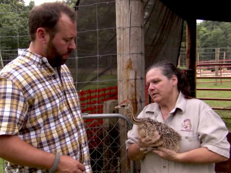 Bert Meets and Eats Ostriches