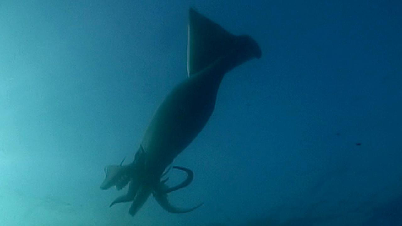 The Hungry Humboldt Squid