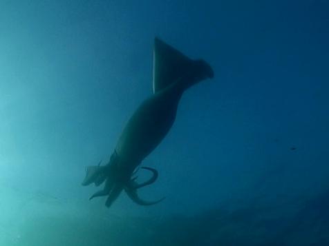 The Hungry Humboldt Squid