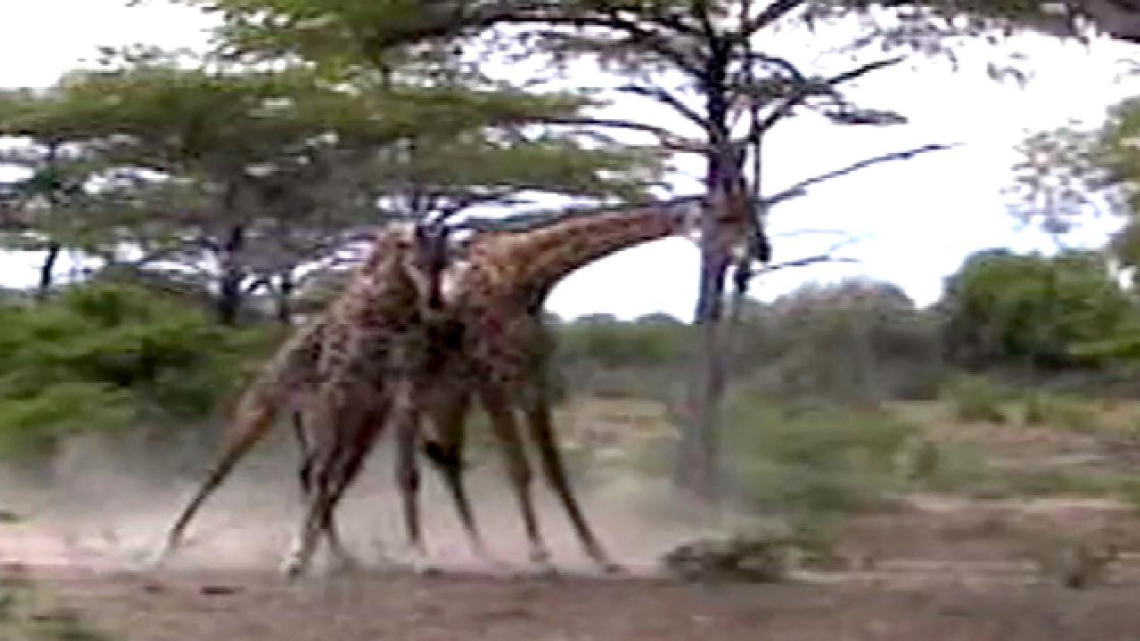 Giraffe Fight Gets Wild