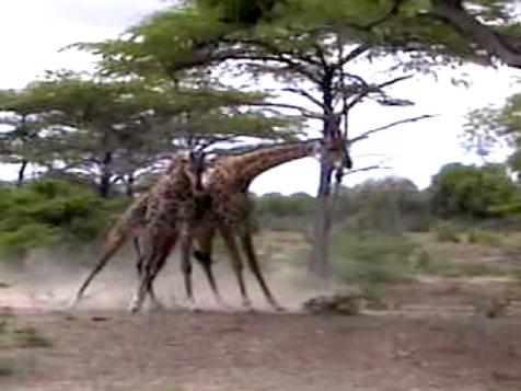 Giraffe Fight Gets Wild