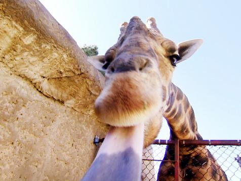 Sam is Zookeeper for a Day