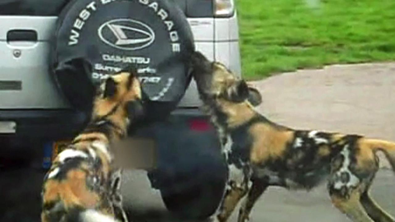 Wild Dogs Attack SUV