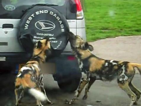 Wild Dogs Attack SUV