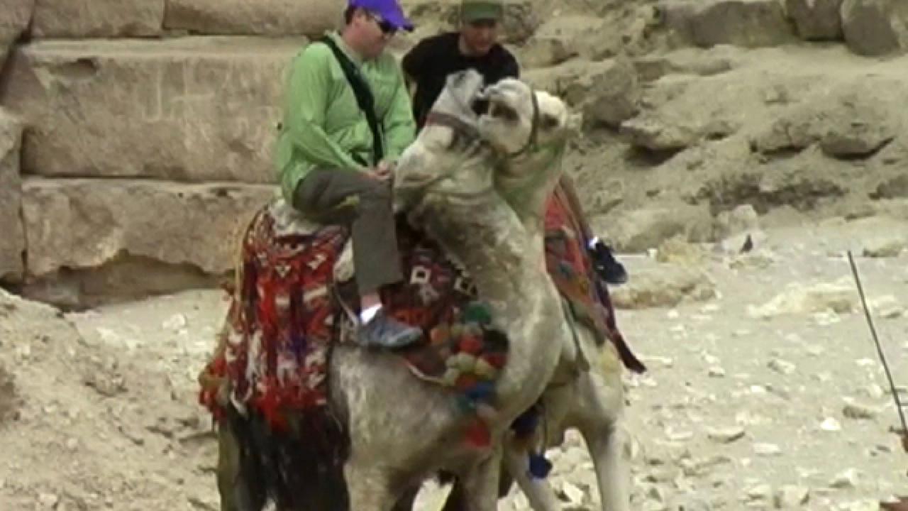 Man Falls During Camel Fight