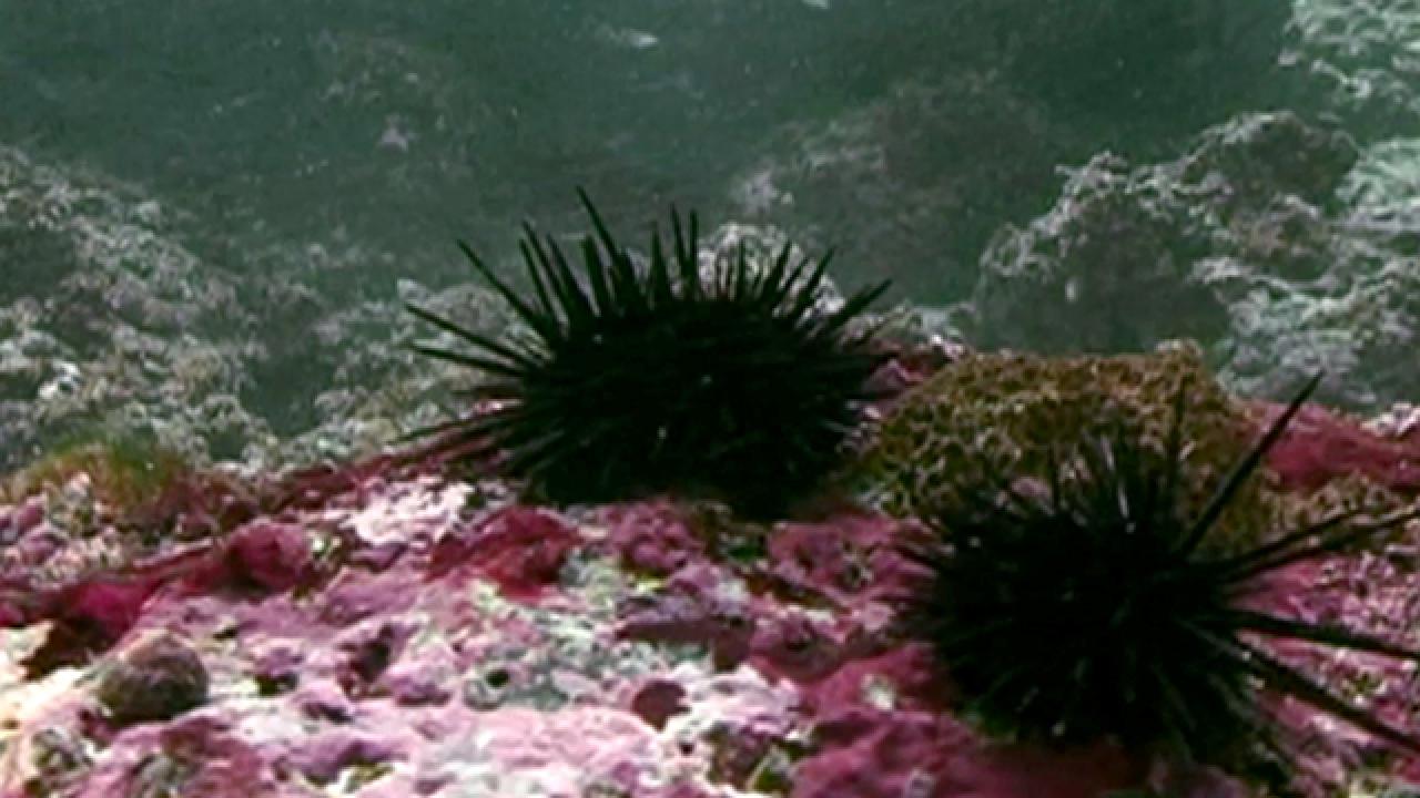 Diving for Sea Urchin