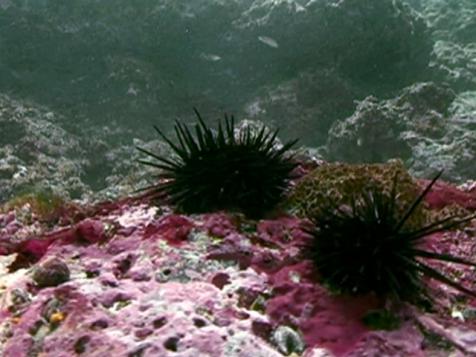 Diving for Sea Urchin