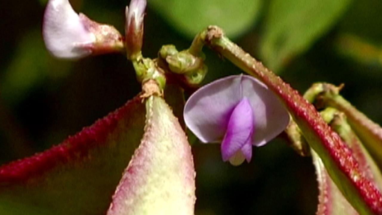 The Deadly Hyacinth Bean