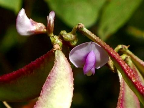 The Deadly Hyacinth Bean