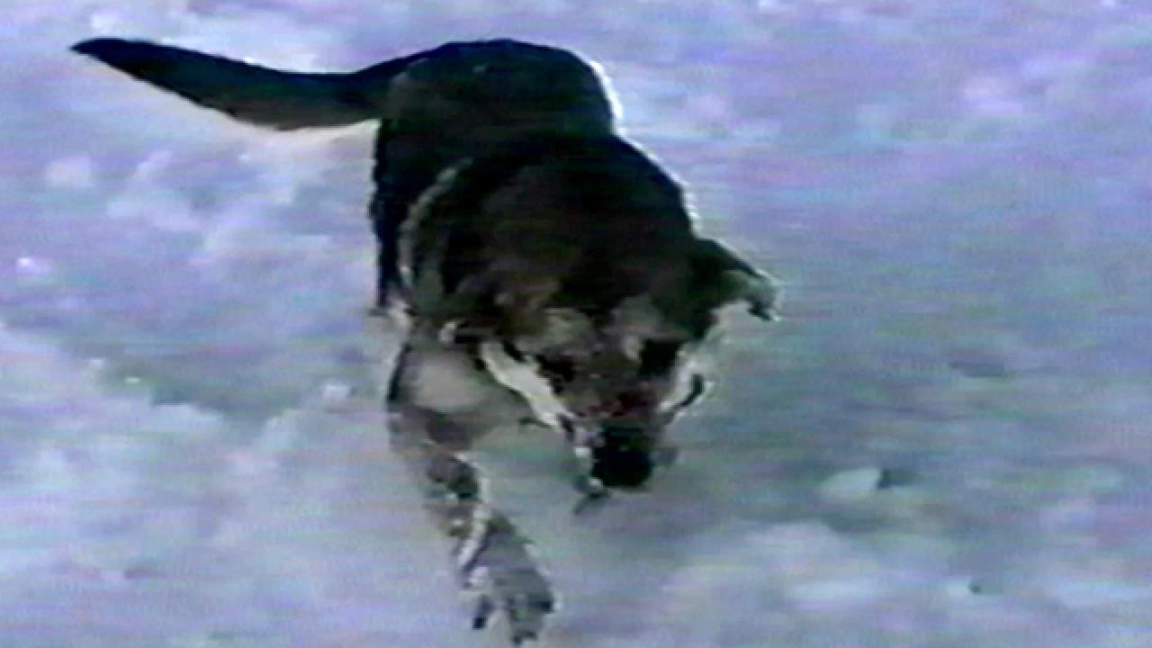 Dog Spins Down Snowy Mountain