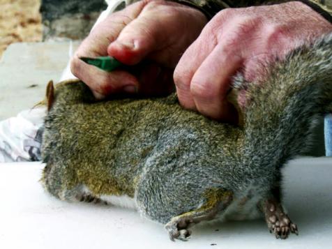 Squirrel Potpie, Anyone?