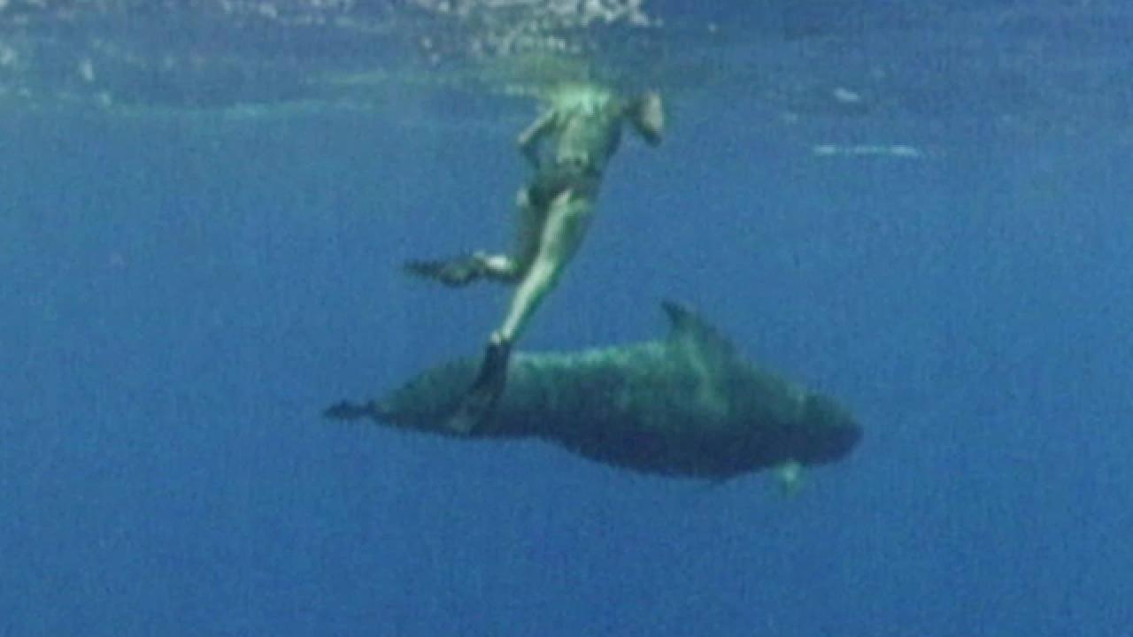 Whale Traps Woman Underwater