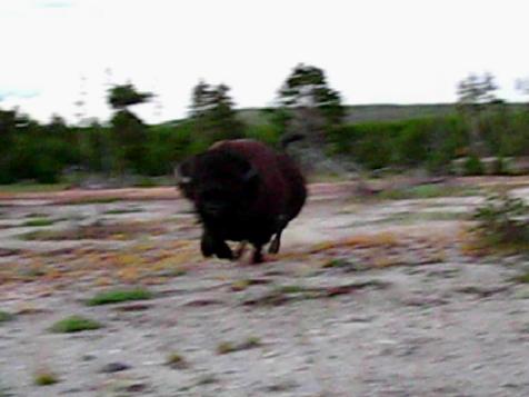 Buffalo Tramples Teacher